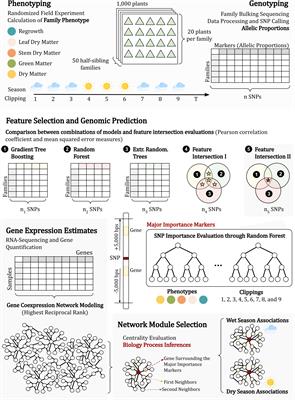 Genome-wide family prediction unveils molecular mechanisms underlying the regulation of agronomic traits in Urochloa ruziziensis